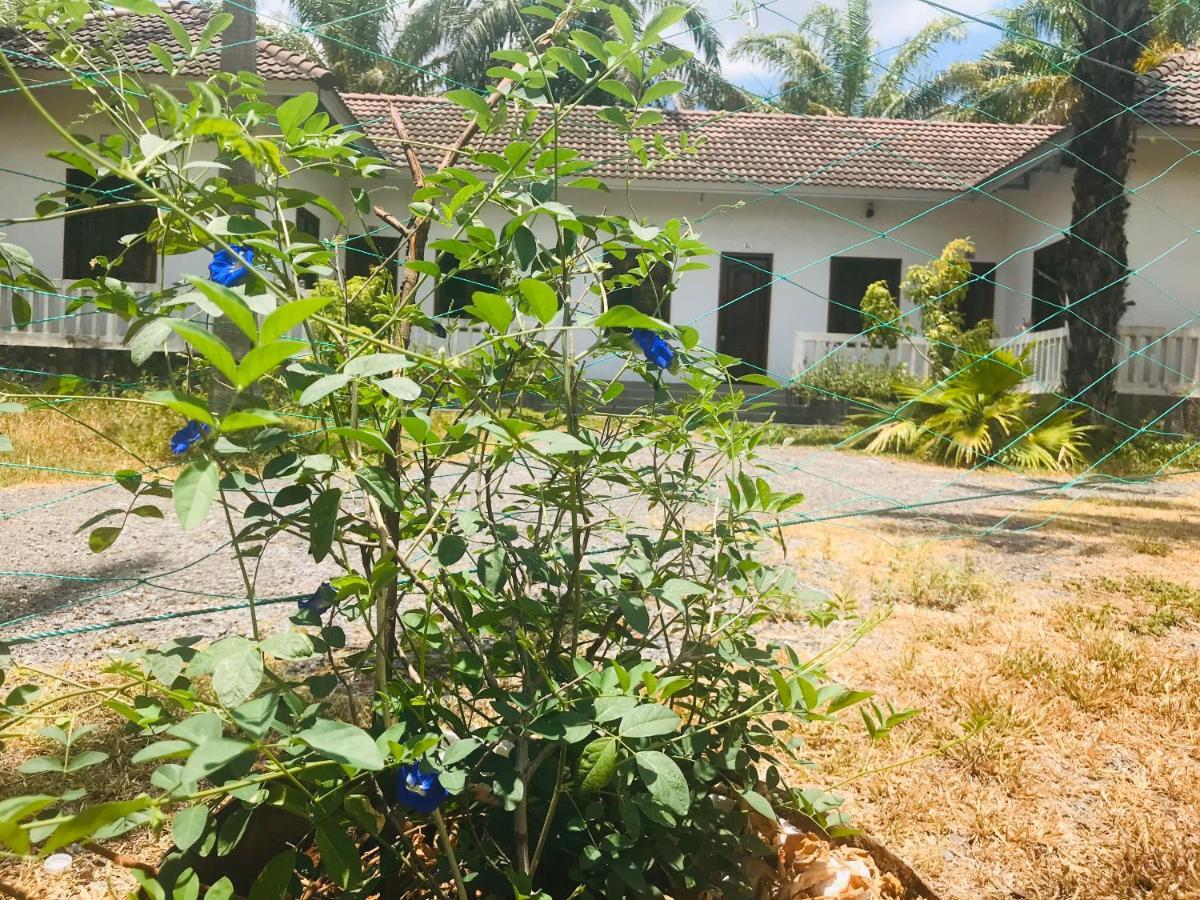 Palm Garden House Hotel Quang Tri Kültér fotó